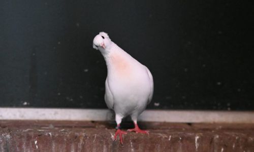 Duiven Duiven