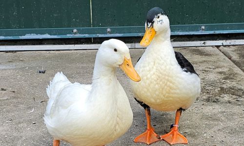 Watervogels Watervogels