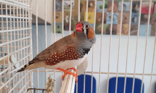 Zangvogels Zangvogels