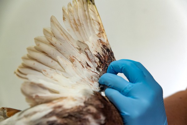 Vogelhospitaal vleugellam na ingrijpen NVWA Vogelhospitaal vleugellam na ingrijpen NVWA