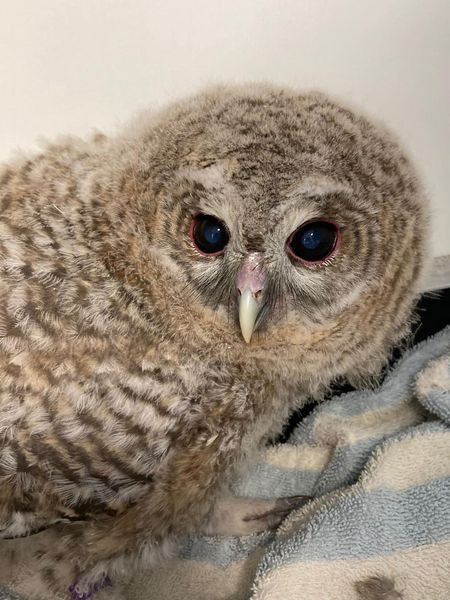 Uiltje knappen Uiltje knappen