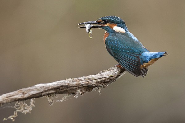 As zondagmiddag 2 nov zijn wij dicht
