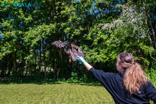 Buizerd uitgezet