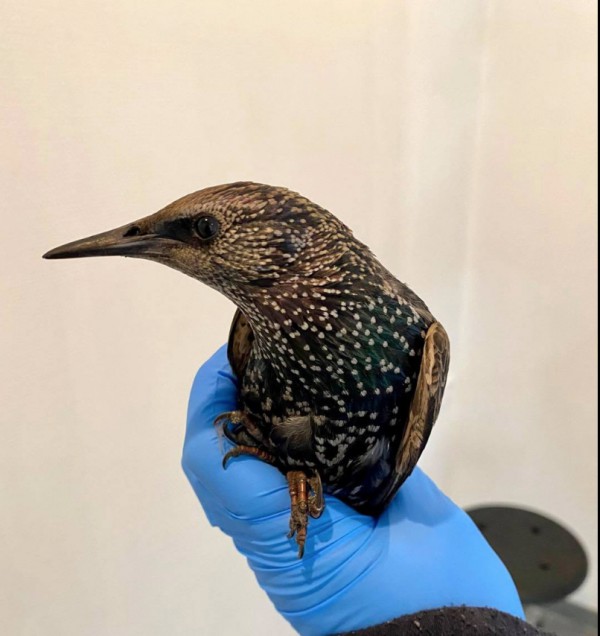 Patiënt nr 8000! Patiënt nr 8000!