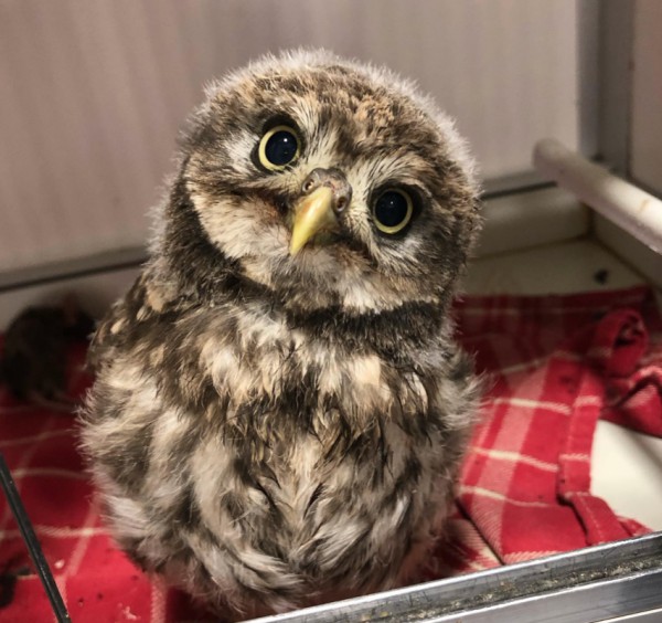 Schattig maar scherp Schattig maar scherp