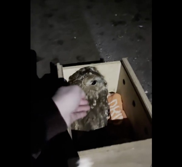 Avondvlucht Avondvlucht