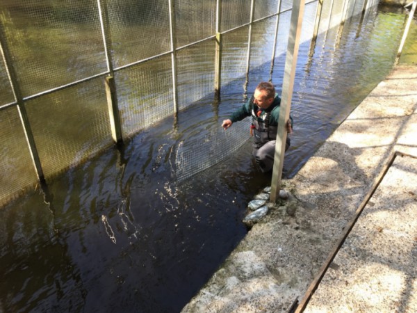 Reparatie hekwerk uitwenkooi watervogels Reparatie hekwerk uitwenkooi watervogels