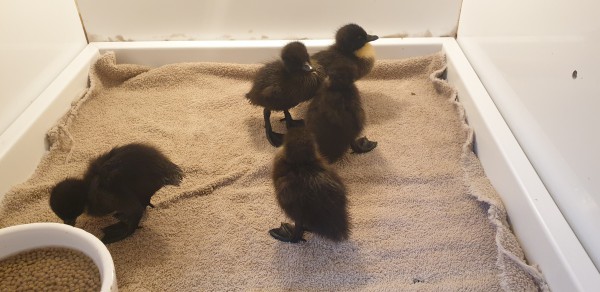 Natuur verrast met eendenkuikens Natuur verrast met eendenkuikens
