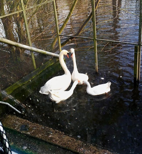 Liefde in het Vogelhospitaal Liefde in het Vogelhospitaal