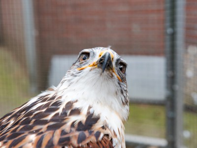 NVWA komt met nieuw konijn uit de hoge hoed NVWA komt met nieuw konijn uit de hoge hoed