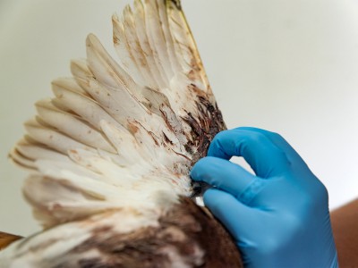 Vogelhospitaal vleugellam na ingrijpen NVWA Vogelhospitaal vleugellam na ingrijpen NVWA