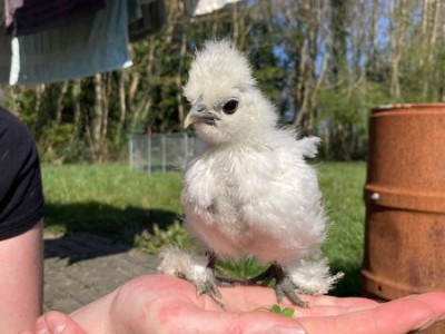 Huisje gezocht Huisje gezocht