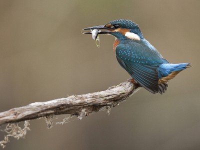 As zondagmiddag 2 nov zijn wij dicht