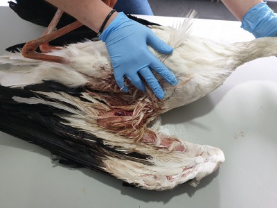 Neergeschoten ooievaar Neergeschoten ooievaar