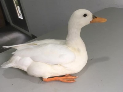 Eendje komt zelf om hulp vragen Eendje komt zelf om hulp vragen