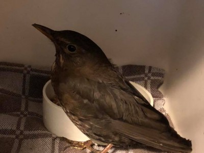 Eerste vogels binnen Eerste vogels binnen