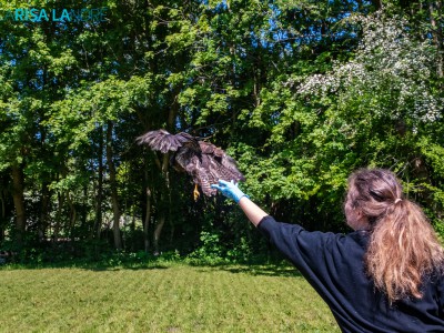Buizerd uitgezet Buizerd uitgezet