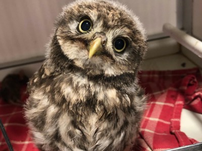 Schattig maar scherp Schattig maar scherp