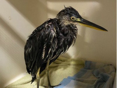 Vette boel Vette boel