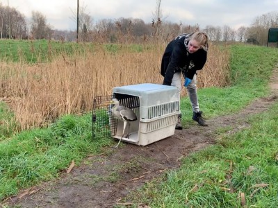 Roosterreiger weer uitgezet Roosterreiger weer uitgezet