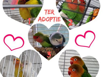 Lovebirds! Lovebirds!