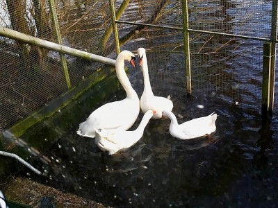 Liefde in het Vogelhospitaal