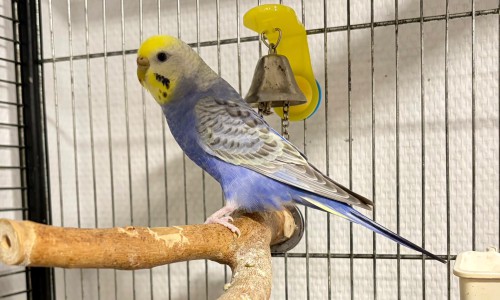 Saphira
