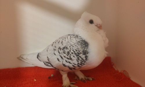 090525SD001 090525SD001
