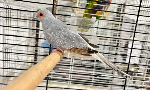 Spikkel