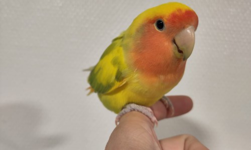 Peaches