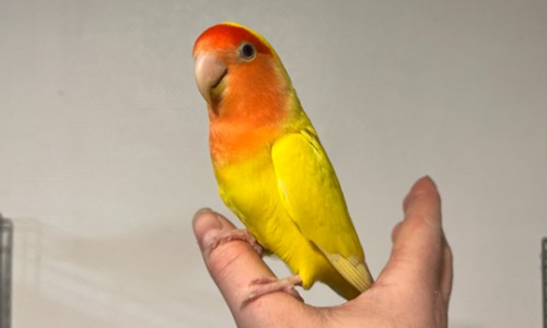Yglö Yglö