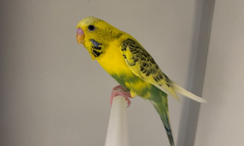 Binkie