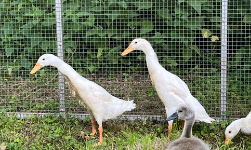 Stok en Stengel Stok en Stengel