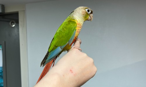 Piertje Piertje