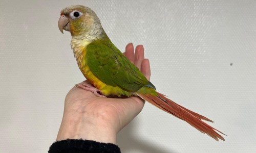 Sugar