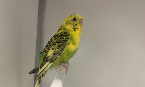 Patty