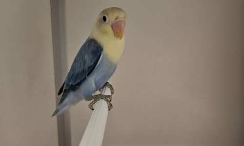 Skipper Skipper