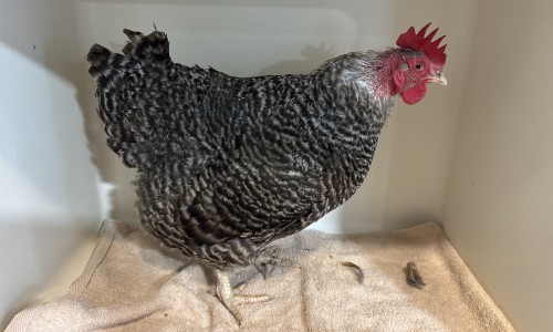 Bernadette