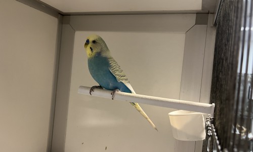 Botje Botje