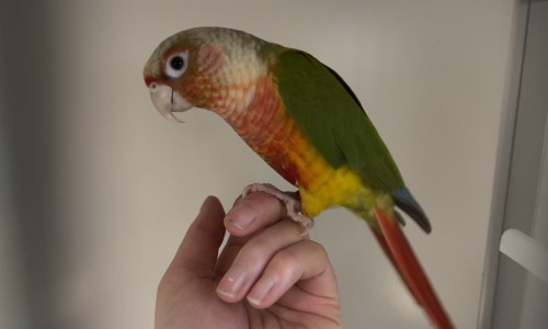 Cherry