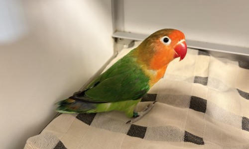 Paprika
