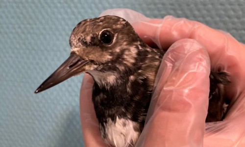 Steenloper Steenloper