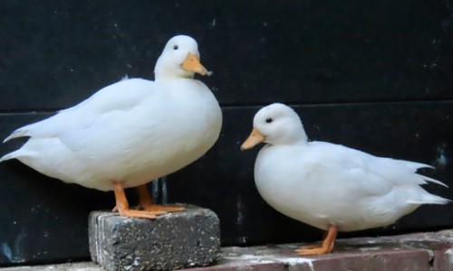 Bonny & Clyde