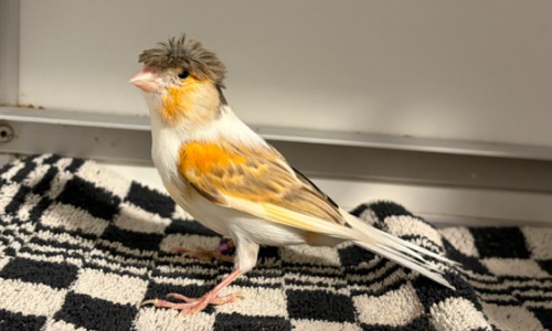 Bowie