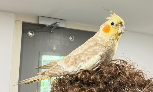 Dusty