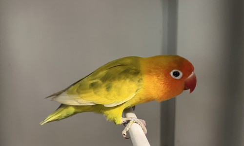 Jellybean