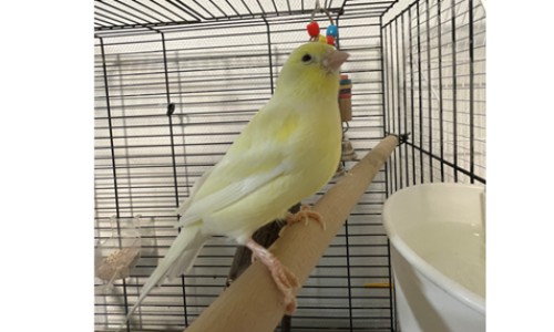 Tweety Tweety