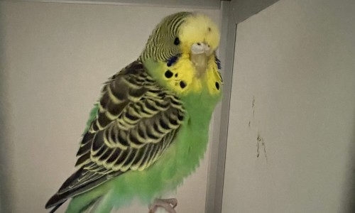 Mindy