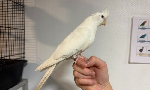 Mochi