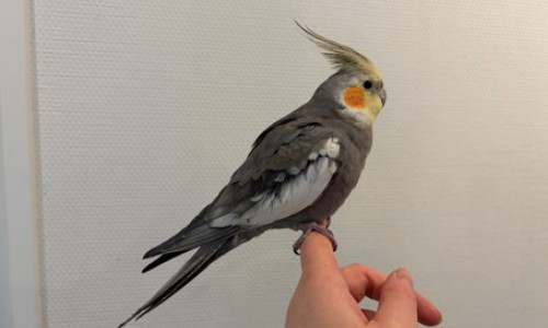 Benny